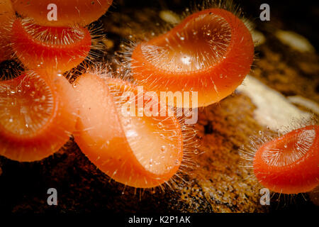 Brûler ou champignons orange coupe de champagne sont de plus en plus de champignons près de waterfall Banque D'Images