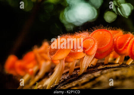 Brûler ou champignons orange coupe de champagne sont de plus en plus de champignons près de waterfall Banque D'Images