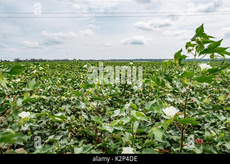 Grande plantation de coton dans le centre de New York, USA, à mi saison haute montrant une croissance saine, ou haute coton. les plants de coton sont en pleine floraison. Banque D'Images