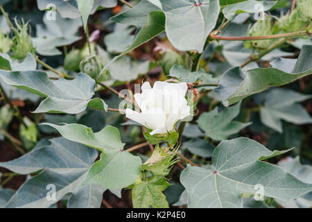 Close up de coton à la mi-saison de floraison des plantes montrant une croissance saine pour la récolte en plus court, le centre de l'Alabama, USA. Banque D'Images