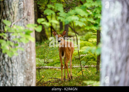 Faon cerf de Virginie (Odocoileus virginianus) et permanent à l'arrière dans une forêt du Wisconsin Banque D'Images