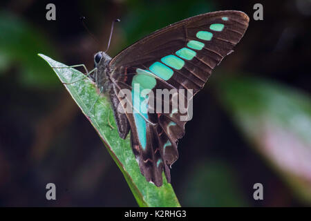 Un papillon bleue commune repose sur une feuille sur un flanc à Odawara, Japon Banque D'Images