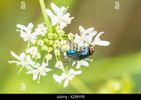 Fly sur une fleur blanche Banque D'Images