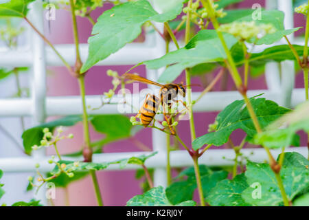 Un hornet repose sur certaines petites flowerbuds lors d'une promenade en Oiso, Japon Banque D'Images