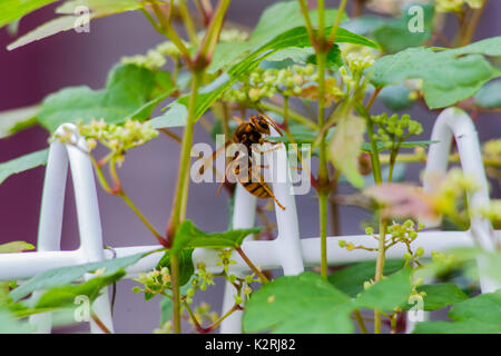 Un hornet repose sur un fil blanc sur une clôture en bordure de jardin, Oiso Japon Banque D'Images