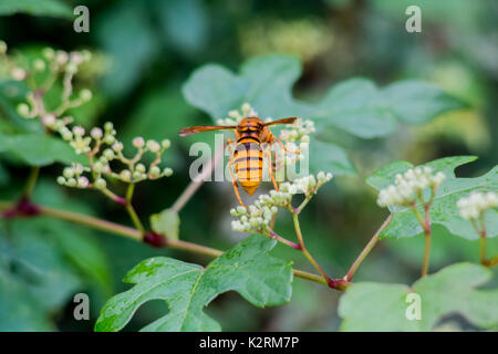 Un hornet repose sur certaines petites flowerbuds lors d'une promenade en Oiso, Japon Banque D'Images