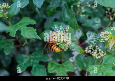 Un hornet géant japonais repose sur quelques petits boutons de fleurs lors d'une promenade à Oiso, au Japon Banque D'Images