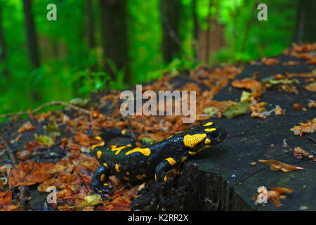 La salamandre de feu dans la forêt humide après la pluie Banque D'Images