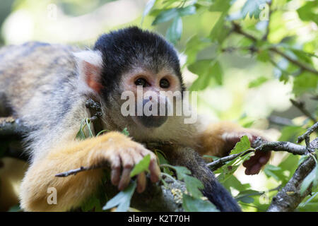 Souvenir voorbeeld downloaden un mignon petit singe écureuil (Saimiri) sous-famille : saimiriinae Banque D'Images