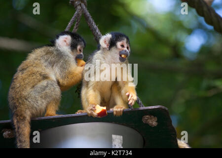Souvenir voorbeeld downloaden deux manger mignon singe écureuil (Saimiri) sous-famille : saimiriinae Banque D'Images