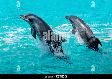 Dauphins sautant hors de l'eau Banque D'Images