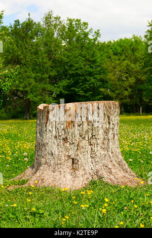 La souche d'un arbre de la poire d'été abattus dans le parc sur un pré vert. Banque D'Images