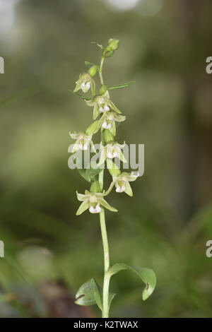 Fleur verte helleborine epipactis phyllanthes - Banque D'Images