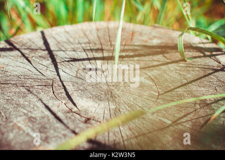 Stump dans la forêt d'un arbre abattu Banque D'Images