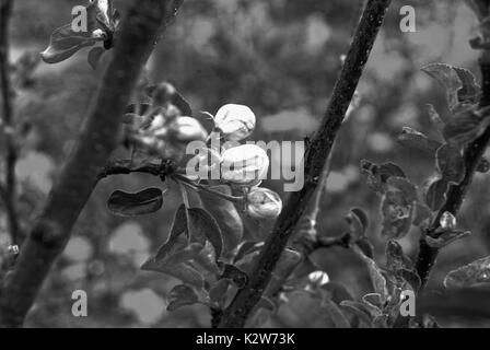 Pommiers en fleurs au début du printemps sur le jeune Pommier, Russie Banque D'Images