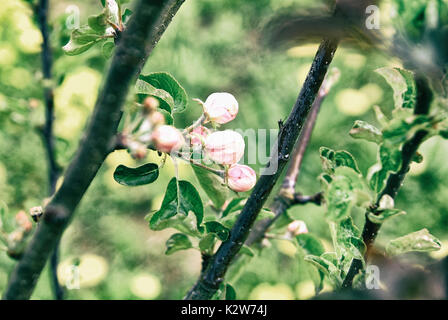 Pommiers en fleurs au début du printemps sur le jeune Pommier, Russie Banque D'Images