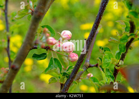 Pommiers en fleurs au début du printemps sur le jeune Pommier, Russie Banque D'Images