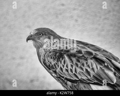 Red Kite - noir & blanc Banque D'Images