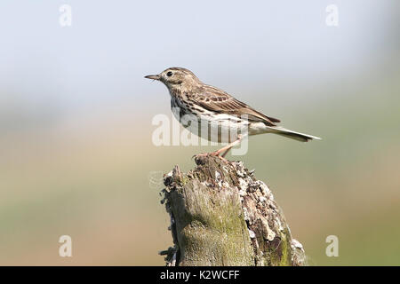 Pré européenne Sprague (Anthus pratensis) sur une perche en bois. Banque D'Images