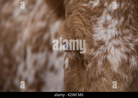 Un portrait de vache brune en hiver Banque D'Images