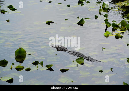 Un alligator Alligator mississippiensis) (à Largo, Floride Banque D'Images