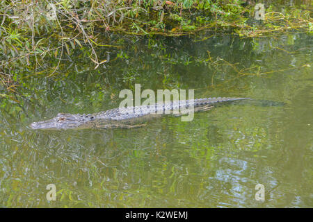 Un alligator Alligator mississippiensis) (à Largo, Floride Banque D'Images