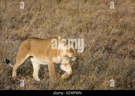 Lionne africaine, Panthera leo, la traque, la chasse à l'herbe sèche dans Ol Pejeta Conservancy, le nord du Kenya, Afrique de l'Est Banque D'Images