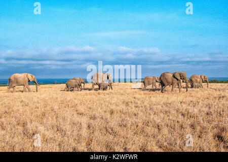 Troupeau d'éléphants d'Afrique, Loxodonta africana, marchant sur l'herbe sèche dans Ol Pejeta Conservancy, Samburu, dans le nord du Kenya, Afrique de l'Est Banque D'Images