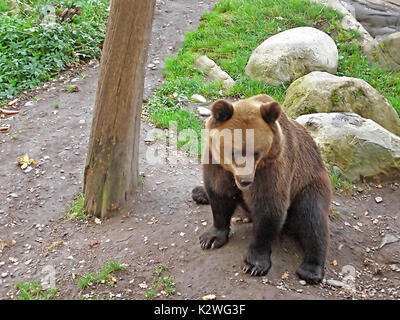 Ours brun dans le parc de Skansen, Stockholm, Suède Banque D'Images