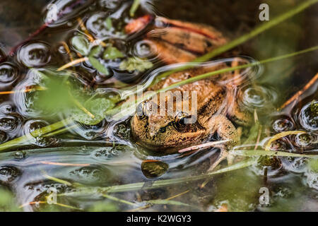 Un proche, low angle view of a grenouille du Nord à pattes rouges s'élevant de la trouble, l'eau bouillonnante au bord d'un étang naturel (Colombie-Britannique). Banque D'Images