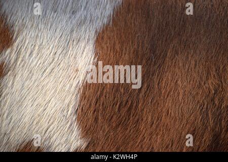 Simmentaler bovins, orange-Blanc Bos primigenius taurus, Bos taurus, fourrure à poil court d'un quartier animé de vache, Fleckvieh en Bavière, frais Banque D'Images