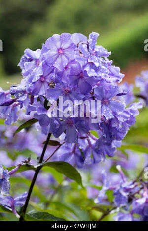 La fin de l'été humide de la pluie de fleurs parfumées, les vivaces Phlox paniculata 'Blue Paradise' Banque D'Images