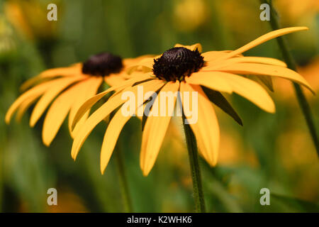 Gros plan des fleurs jaune peu goldstar Banque D'Images