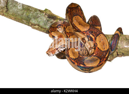 L'Empereur (Boa Boa constrictor imperator) accroché dans un arbre, isolé sur fond blanc. Banque D'Images