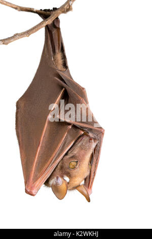 L'epauletted Franquet (Epomops franqueti roussette) accroché dans un arbre, isolé sur fond blanc. Banque D'Images