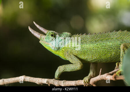 Jackson's chameleon (Trioceros jacksonii,) sur une branche, Nairobi, Kenya Banque D'Images