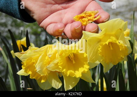 Un jardinier deadheading jonquilles fleurit en printemps à l'usine de l'aide dans le stockage de l'énergie dans son bulbe, UK Banque D'Images