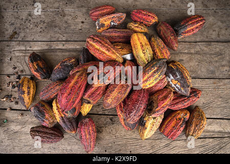 Ensemble de cabosses de cacao dans la région amazonienne de l'Équateur Banque D'Images