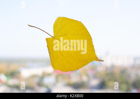 Temps d'automne avec une feuille jaune. Feuille jaune sur une fenêtre sur un arrière-plan de la ville floues. Le concept de l'automne. Banque D'Images