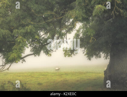 Lone moutons sur un automne précoce Matin brumeux Banque D'Images