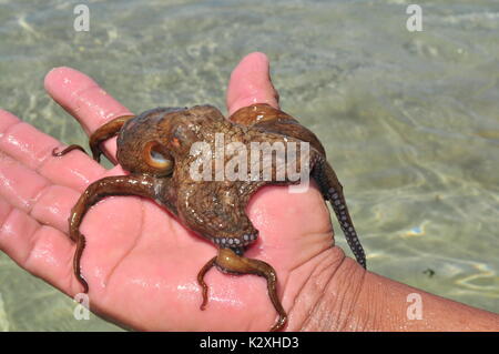 Man's hand holding live octopus sur la côte Caraïbe du Panama Banque D'Images