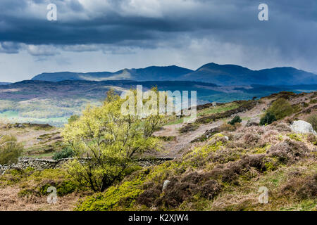 Avis de Coniston Fells de Rusland Heights, Yewbarrow, Lake District, Angleterre Banque D'Images