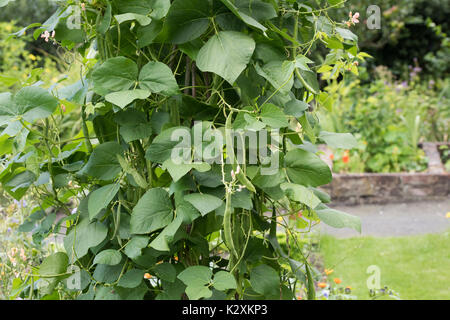 Phaseolus coccineus. Les haricots d'Espagne sur la croissance des plantes dans un jardin potager. UK Banque D'Images