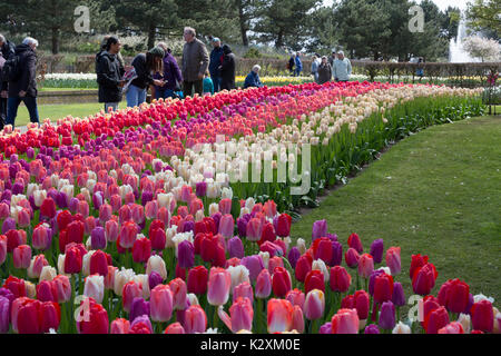 Les touristes profiter des magnifiques tulipes au printemps dans les jardins de Keukenhof Banque D'Images