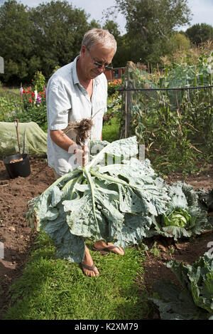 Récolte d'un grand jardinier pesant 9kg de chou Banque D'Images