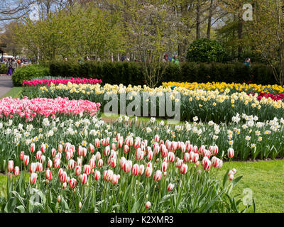 Tulipes et jonquilles au printemps dans les jardins de Keukenhof Banque D'Images