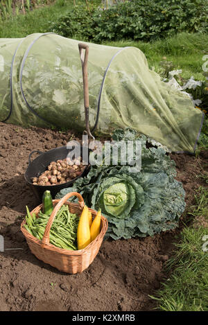 Une exposition de légumes fraîchement récoltés, y compris des pommes de terre, des haricots, du maïs et un gros chou sur une allotissement au Royaume-Uni Banque D'Images