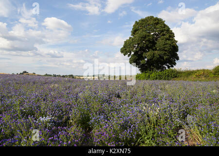 Domaine de lin (lin), Shipston-on-Stour, Warwickshire, Angleterre, Royaume-Uni, Europe Banque D'Images