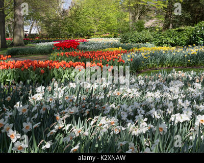 Massé les semis de tulipes et des jonquilles à jardins de Keukenhof, Holland Banque D'Images