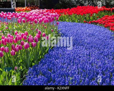 Tulipes et muscaris dans les plantations massives au jardins de Keukenhof, Pays-Bas Banque D'Images